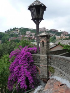 dalle mura del  parco …uno scatto alla pineta