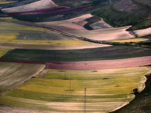 Norcia - Fioritura di primavera a Castelluccio