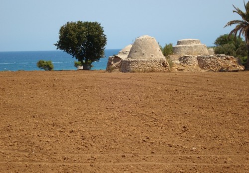 Mola di Bari - cozze e i suoi trulli Mola di Bari - cozze e i suoi trulli
