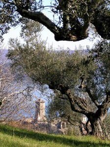 una torre fra gli ulivi