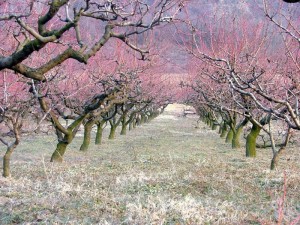 Fiori rosa di pesco