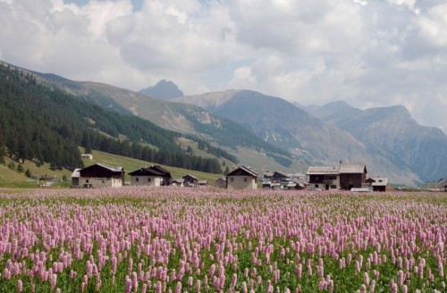 Livigno - Livigno colorata di rosa Livigno - Livigno colorata di rosa