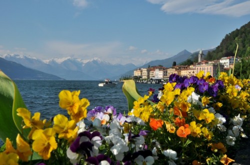 Bellagio - un omaggio floreale a Bellagio (CO)