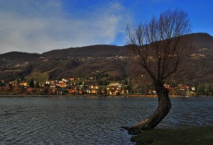 Spinone e l’albero sul lago