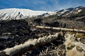 Pini abbattuti dalla lava a Piano Provenzana
