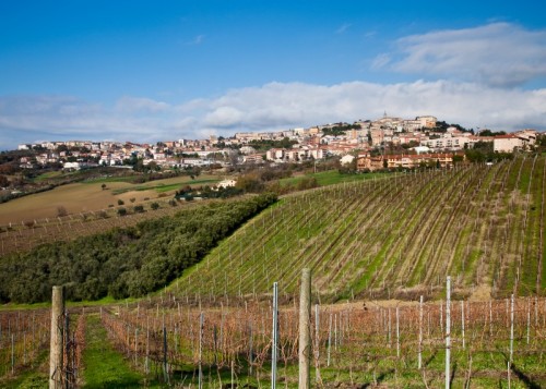 Camerano - Terre del Rosso Conero ... Camerano - Terre del Rosso Conero ...