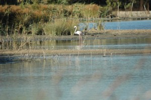 Fenicotteri rosa allo Stagno di Torre di Giunco, Baia Chia