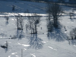 Esili ombre  sulla neve