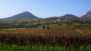 Vigneti sotto il monte Calaone