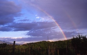 Un’arcobaleno sulle vigne