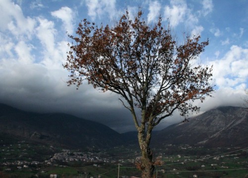 Cusano Mutri - vecchia quercia a guardia della valle