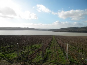 Le vigne  e   il  lago