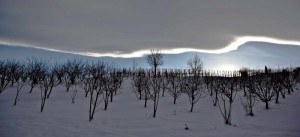 vigneti sotto la neve