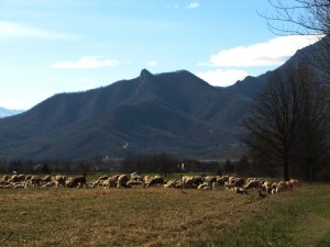 pastorizia nella valle del  Chisola.