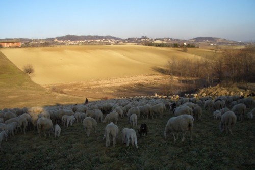 Cerrina Monferrato - Paesaggio agreste a Cerrina Cerrina Monferrato - Paesaggio agreste a Cerrina