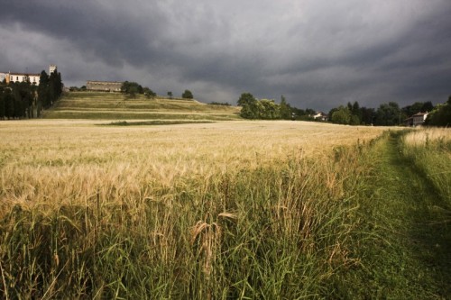 Inverigo - Spighe di grano Inverigo - Spighe di grano