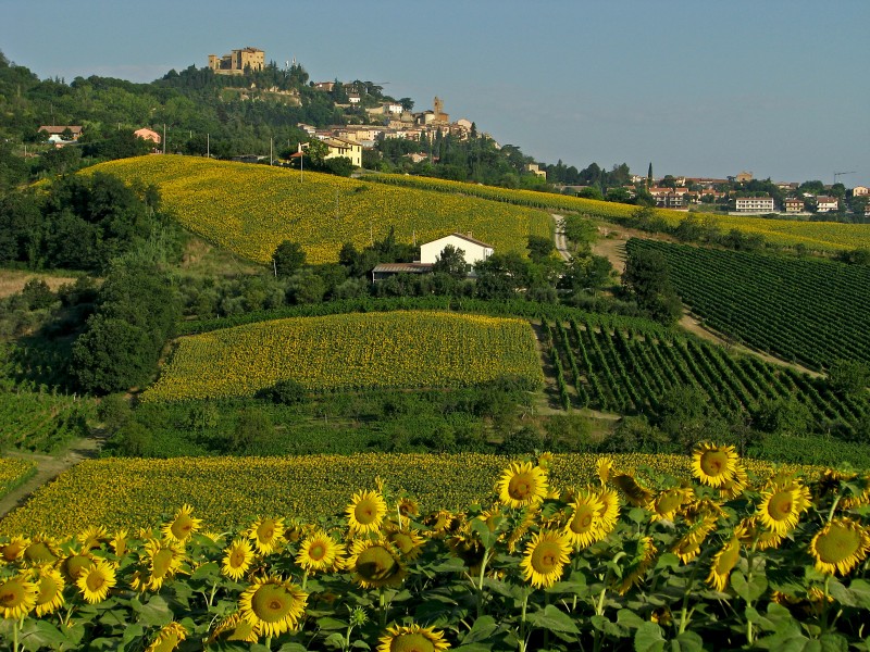 ''Girasoli a perdita d’occhio sul colle di Bertinoro'' - Bertinoro