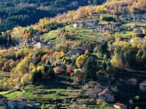 Le foglie hanno cambiato colore