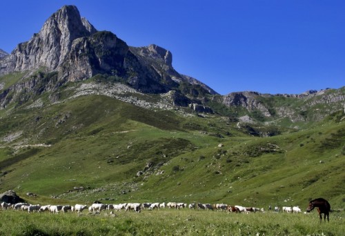 Roccaforte Mondovì - Pascoli in valle Ellero