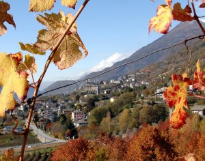 Tresivio tra le foglie di vite