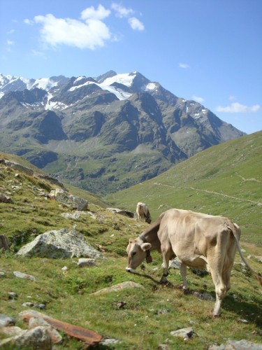 Valfurva - Mucche al pascolo sul sentiero per la baita pizzini Valfurva - Mucche al pascolo sul sentiero per la baita pizzini