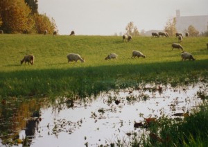 pascolando a calcinato