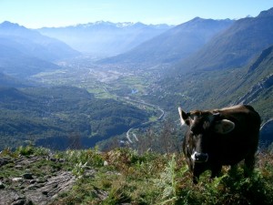 Dai pascoli di Alagua