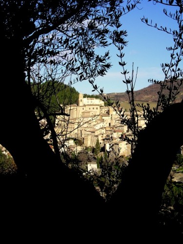 Serra San Quirico - Attraverso l'ulivo