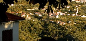 Nascosta tra le foglie… una meraviglia!