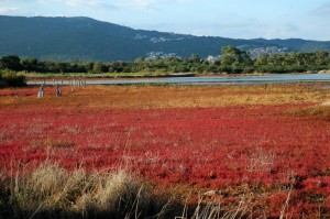 In primavera lo stagno si colora di rosso.