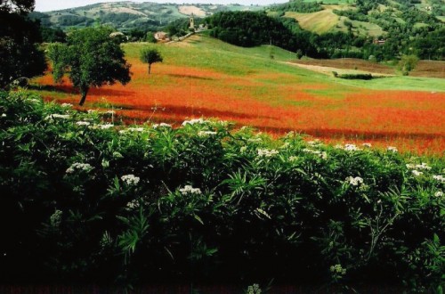 Vezzano sul Crostolo - Panorama biancorossoverde