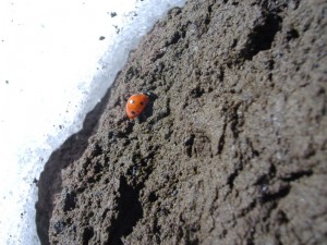 il panorama di una coccinella