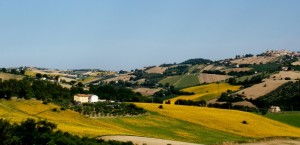 tempo di girasoli