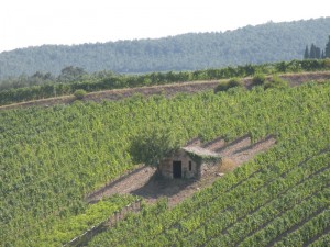 Montalcino e le sue vigne