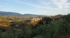 Tra gli ulivi spicca Selci