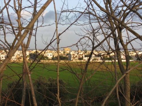 Melissano - intrecciata tra i rami-- melissano(le) Melissano - intrecciata tra i rami-- melissano(le)