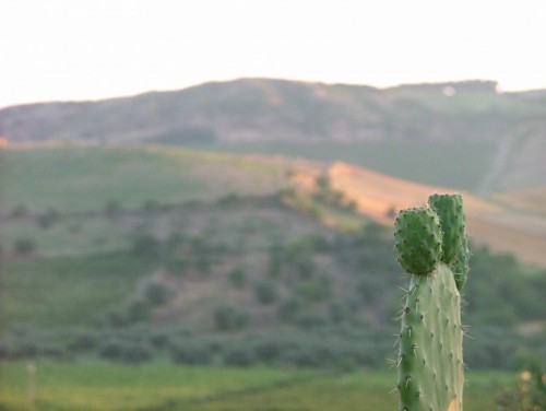 Sellia Marina - ICONE DEL PAESAGGIO Sellia Marina - ICONE DEL PAESAGGIO