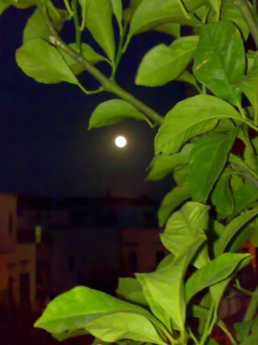 Noci - luna dal balcone di casa dei nonni Noci - luna dal balcone di casa dei nonni