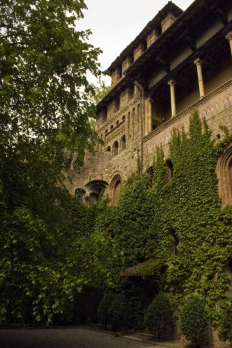 Vigolzone - edera Vigolzone - edera