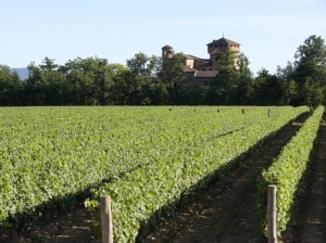 Castello di Francavilla Bisio con vigneto