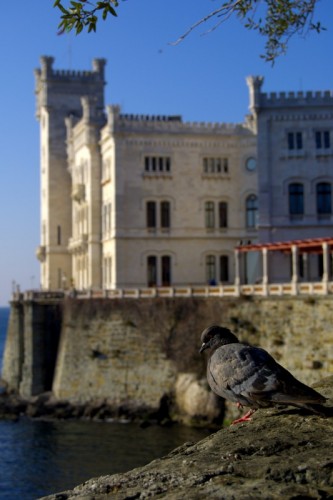 Trieste - Un (im)piccione davanti a Miramare ...