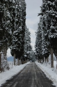 viale di cipressi con la neve