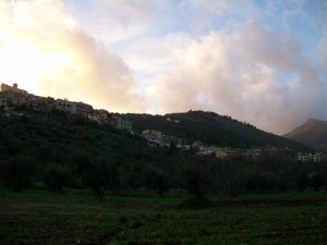 ..in riga tra gli ulivi..