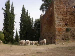 Andiamo a vedere la torre di Sovana!!!!!!!!!!