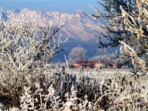 Il gelo oltre la siepe