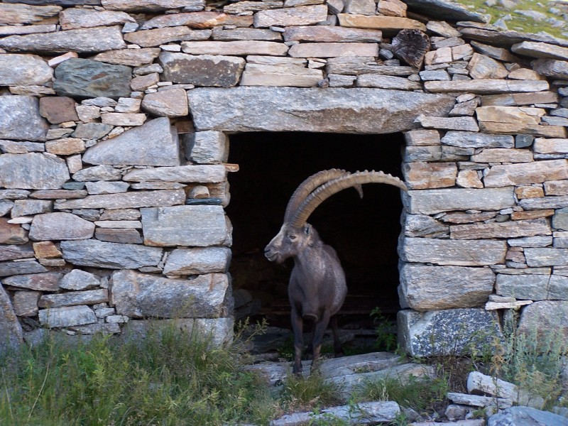 ''la sentinella del forte'' - Valsavarenche