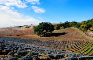 campo lavanda