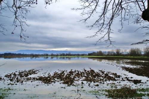 Fucecchio - Palude Fucecchio - Palude