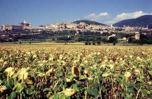Assisi tra i girasoli