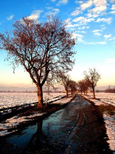 Verso la cascina